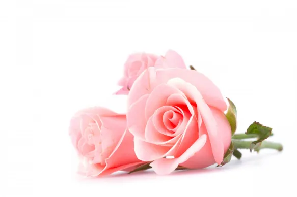 Essential Oils Rose Oil 1 19shutterstock_242715076