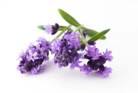 Lavender Oil