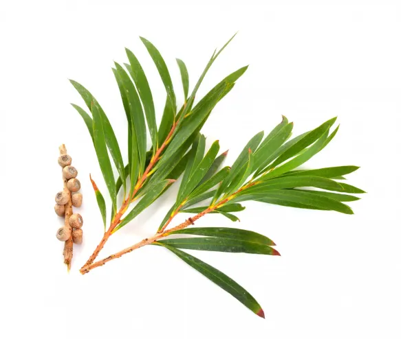 Essential Oils Tea Tree Oil 1 34shutterstock_741485968