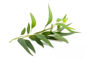 Eucalyptus Oil