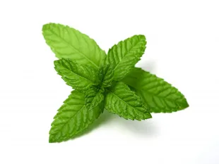 Essential Oils Peppermint Oil 1 36shutterstock_443741137