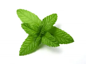 Peppermint Oil