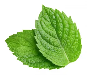 Spearmint Oil