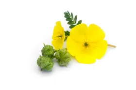 Tribulus Terrestris Extract