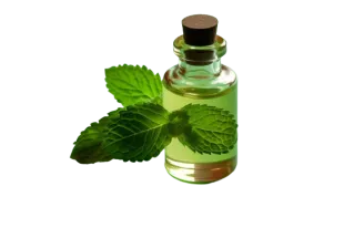 Sweet Flavours Mint Flavour 1 ~blog/2024/1/15/mint_flavour